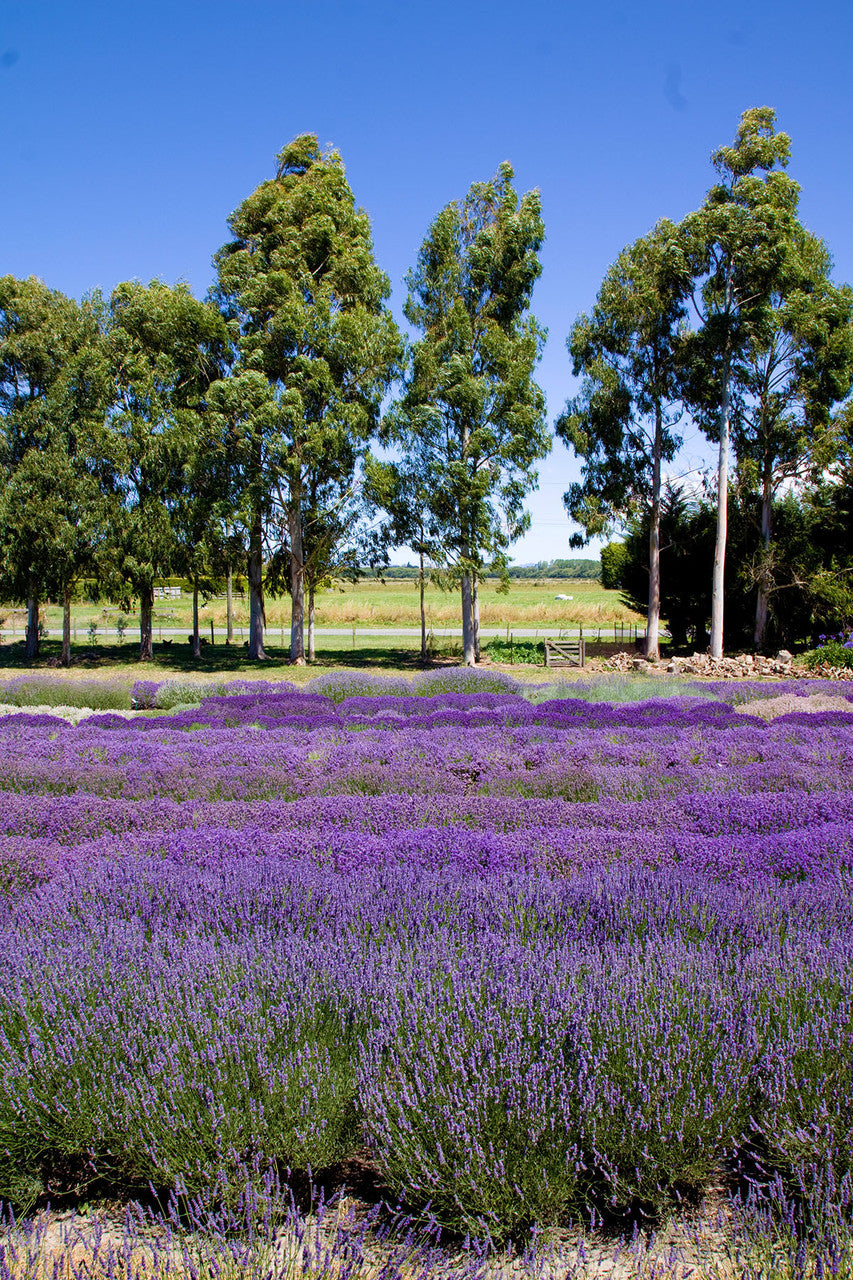 Refreshing Lavender Room Spray