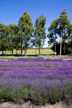 Lavender Sleep Balm